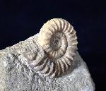 Arnioceras oppeli GUERIN-FRANIATTE 1966 - Bild © FossNet FossilienStore